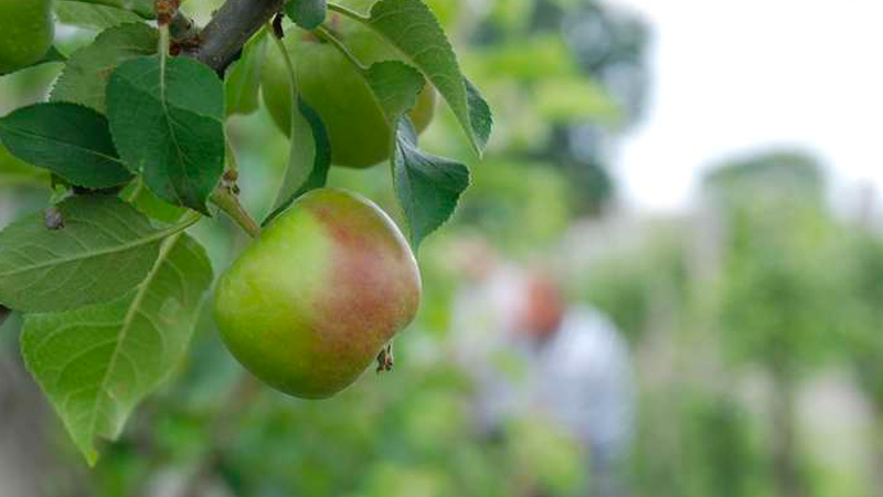 Appel aan de boom  - Fruit At Work